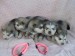 Obrázky -  Predám šteniatka Aljašský malamut.jpg